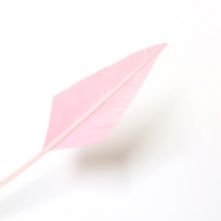 Pale Pink Arrow Head Feather